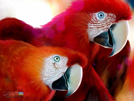 پوستر طوطی های قرمز red parrots wallpaper