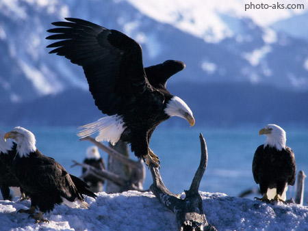 عقاب های سرسفید birds eagle
