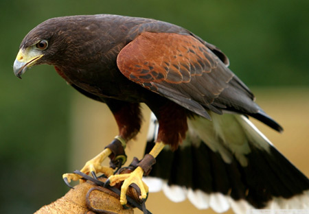 شاهین شکاری دست آموز falcon bird picture