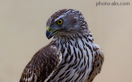 عکس های با شکوه از شاهین ها birds falcon