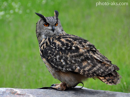 جغد شاخدار یا جغد گوش دراز Long-eared Owl
