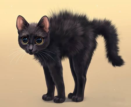 گربه سیاه وحشت زده black spooked cat
