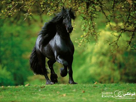 عکس اسب سیاه زیبا black hd wallpaper horse