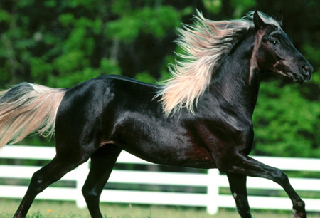 عکس اسب سیاه با یال سفید black horses wallpaper