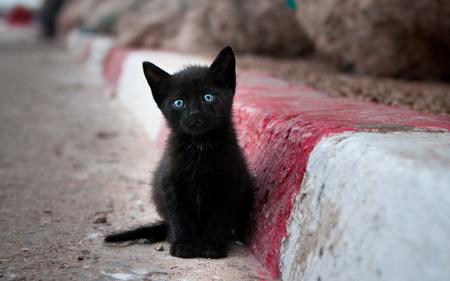 بچه گربه سیاه بامزه black cat picture