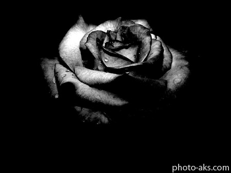 گل رز مشکی black dark rose