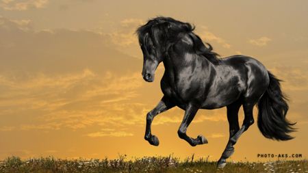 اسب سیاه باوقار black horse running