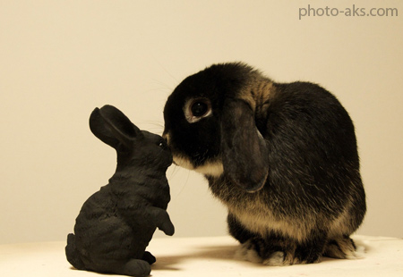 عکس بچه خرگوش سیاه black rabbit