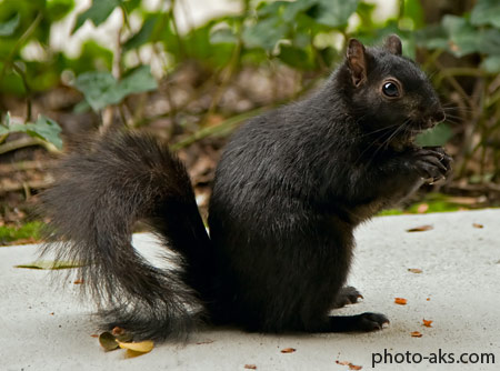 سنجاب سیاه black squirre