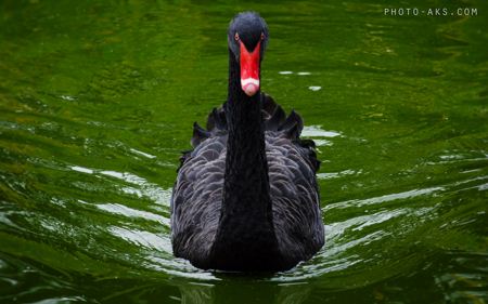 عکس قو مشکی و سیاه black swan
