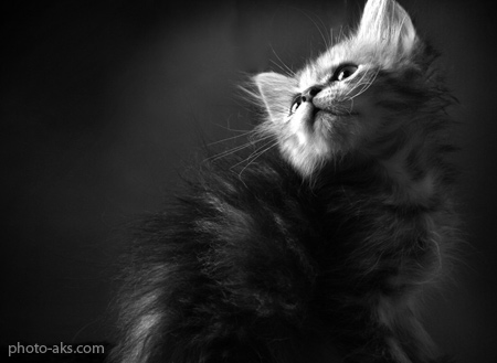 عکس سیاه و سفید بچه گربه black white kitty