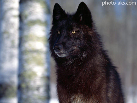 عکس گرگ سیاه black wolf