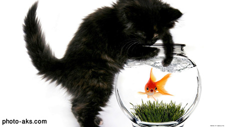 گربه سیاه و تنگ ماهی black cat goldenfish