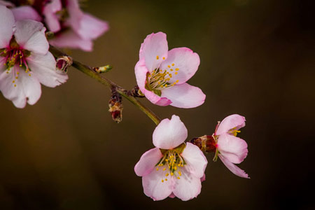 تصویر شکوفه های بهاری blossom spring