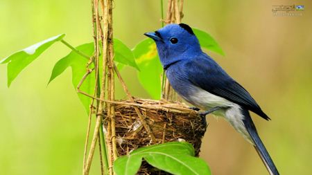 عکس زیباترین پرنده گان blue beautiful bird