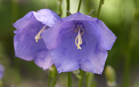 عکس گل استکانی violet bellflower