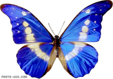 پروانه آبی زیبا blue butterfly