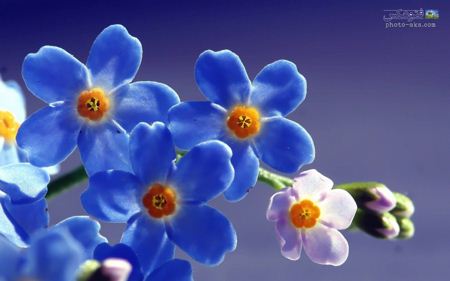 گل های آبی بسیار زیبا blue beautiful flower