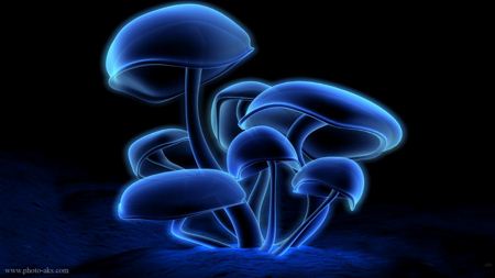 عکس قارچ نئونی blue neon mushrooms