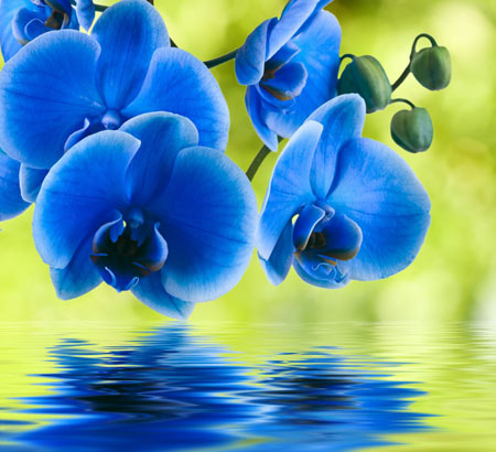 عکس گل ارکیده آبی زیبا blue orchid flower