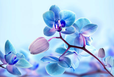 پس زمینه گل ارکیده آبی blue orchid wallpaper