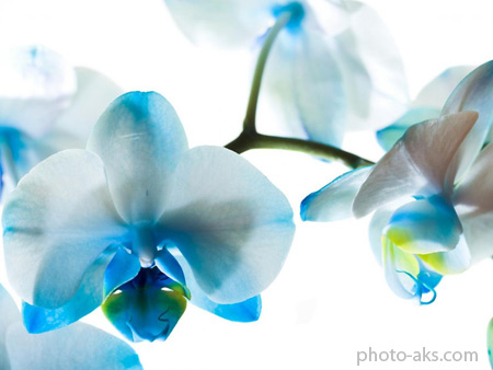 گل ارکیده آبی و سفید blue orchids wallpaper