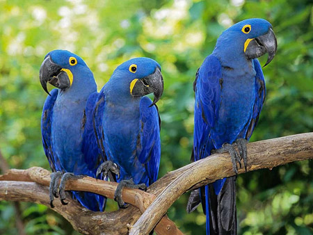 عکس طوطی ماکائو آبی blue parrot macaws