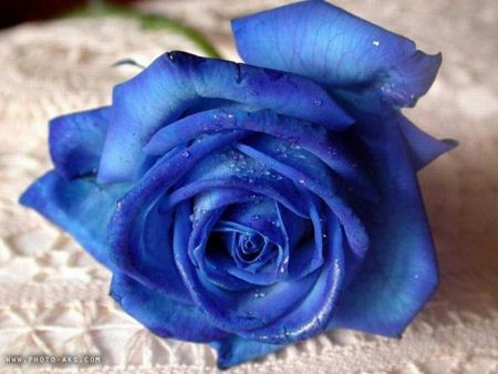 گل رز آبی blue rose