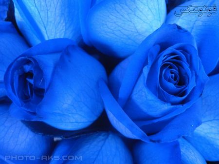 دو گل رز آبی زیبا blue roze flower