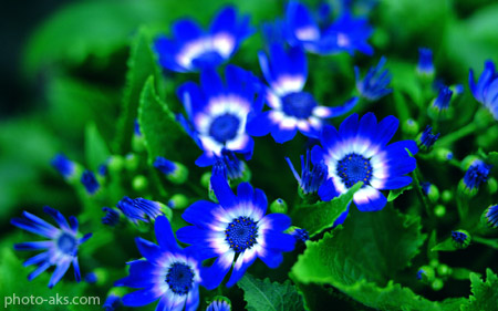 گل بسیار زیبای آبی فیروزه  blue beautiful flower