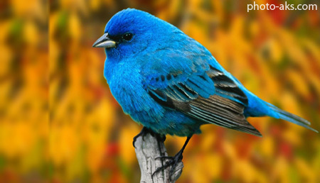پرنده آبی blue bird wallpaper