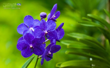 تصویر گل ارکیده آبی blue orchids wallpaper