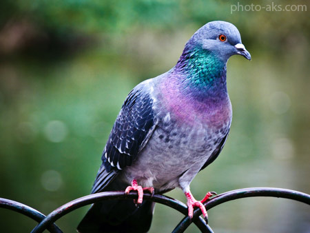 کبوتر پلاکی یا مسافتی blue pigeon