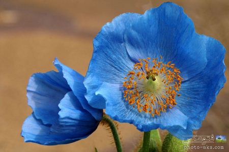 گل شقایق آبی رنگ blue poppy flower