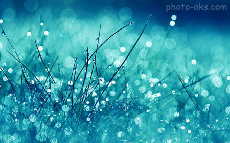 عکس باران روی چمن blue rain in grass