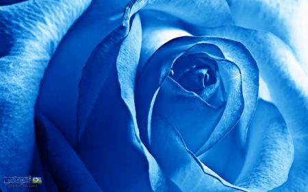 عکس بسیار زیبا گل رز آبی blue roze image