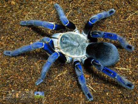 عکس رتیل آبی رنگ جالب blue tarantula