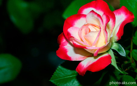گل رز دورنگ قرمز و سفید red white petals rose