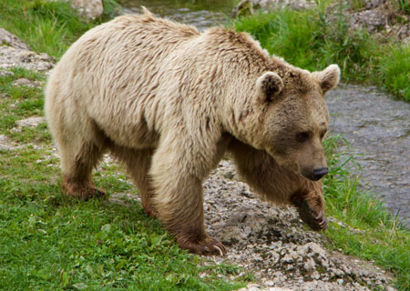 عکس خرس قهوه ای brown bear