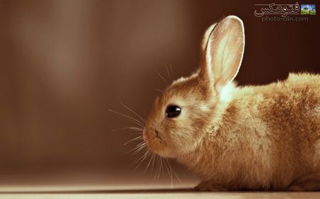 عکس خرگوش قهوه ای بامزه brown rabbit fynny