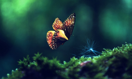عکس پرواز پروانه زیبا روی چمن butterfly grass flying wings