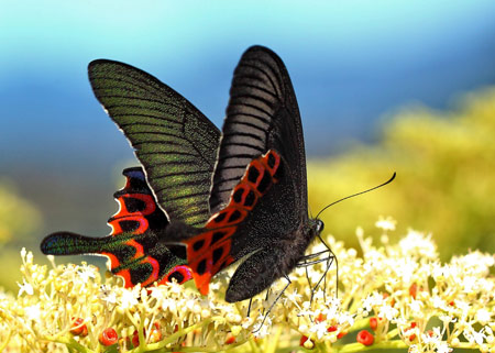 عکس پروانه سیاه روی گل سفید black butterfly wings