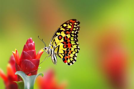 پروانه زیبا روی گل butterfly on flower