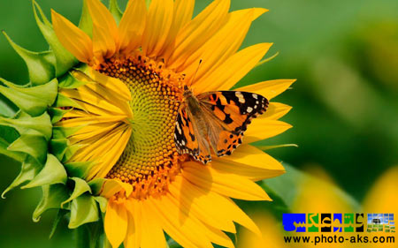 پروانه وری گل آفتابگردان butterfly on sunflower