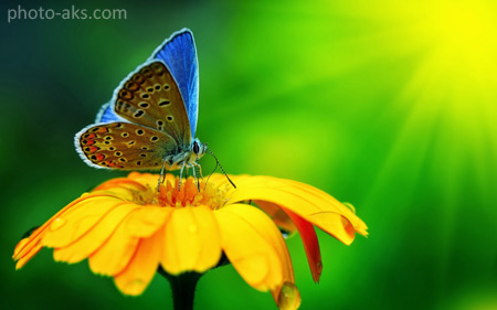 عکس پروانه روی گل زرد butterfly on yellow flower