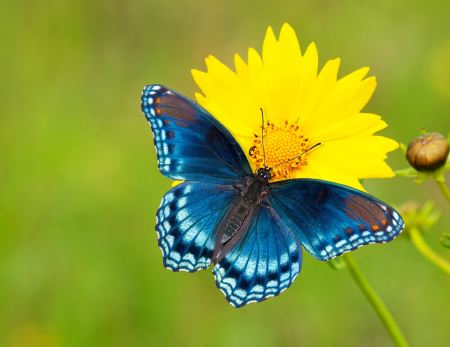 عکس پروانه برای پروفایل blue butterfly profile