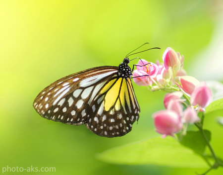 والپیپر پروانه روی گل صورتی butterfly green background