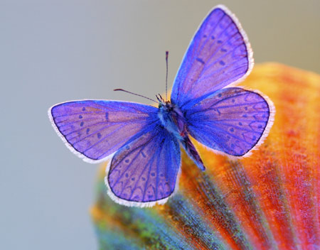 پروانه ارغوانی بسیار زیبا butterfly beautiful wings