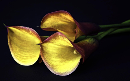 زیباترین گلهای شیپوری calla lilies flowers