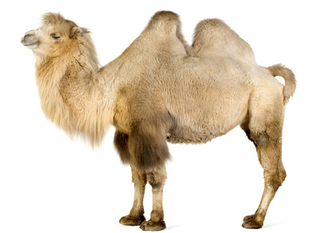 عکس شتر دو کوهانه bactrian camel